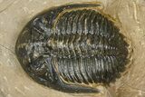 Hollardops Trilobite - Foum Zguid, Morocco #363224-2